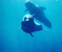 Zwei Grindwale. Foto: Roma Spring (copyright)